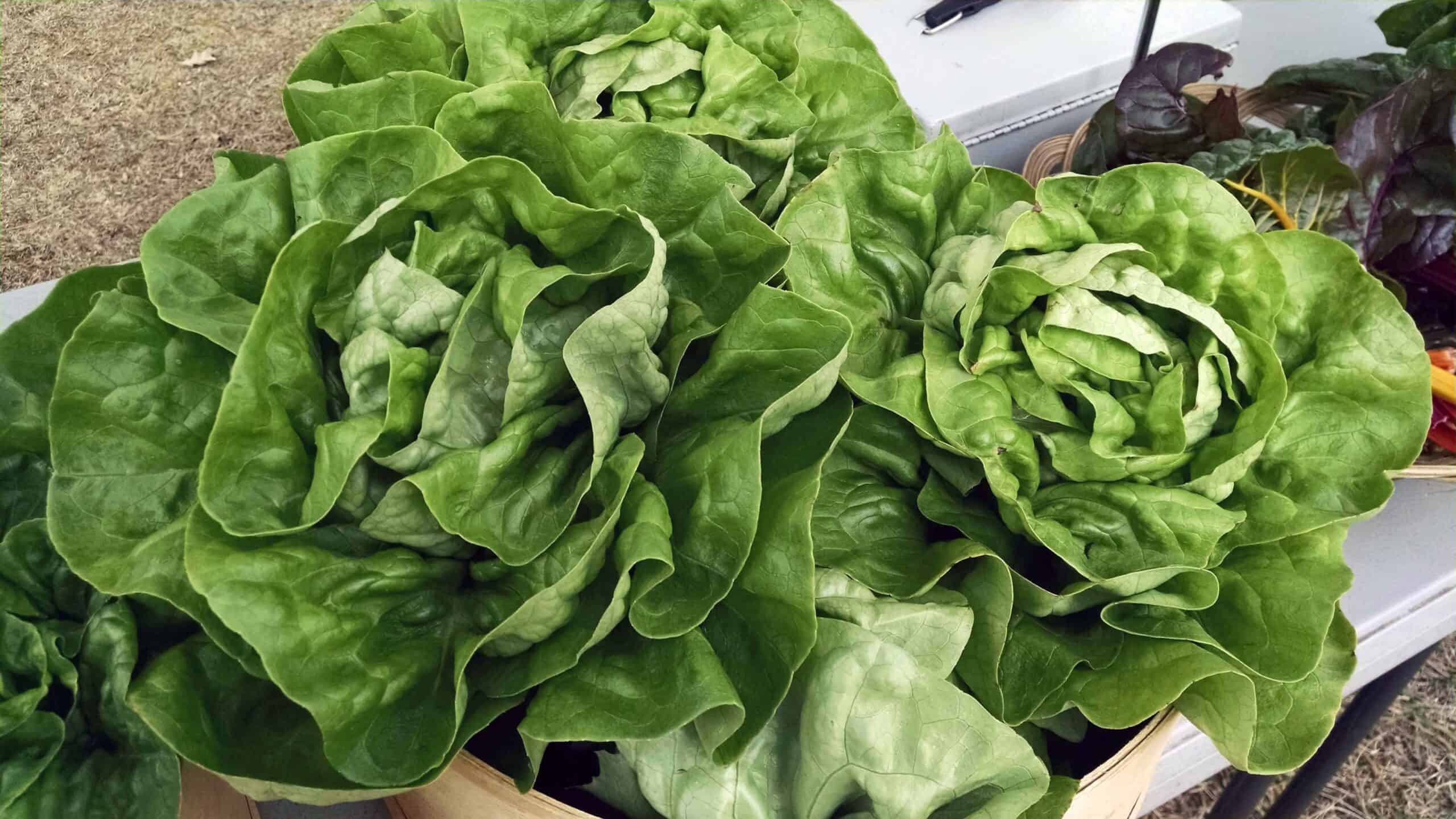 Saturday August 12th From 8am To 12pm Chatham Mills Farmers Market saturday-august-12th-from-8am-to-12pm-chatham-mills-farmers-market